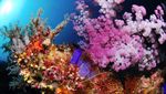 Wow! Pangeran William Pernah Diving di Maratua