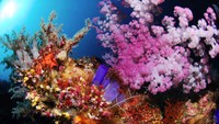 Alam bawah laut Pulau Maratua (sumber: maratua.com)