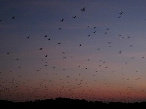 Wow! Ribuan Kelelawar Menghiasi Langit Flores