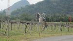 Wow! Thailand Punya Kebun Anggur ala Eropa