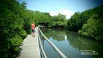 Yang Beda di Bali, Wisata Hutan Mangrove