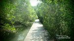 Yang Beda di Bali, Wisata Hutan Mangrove