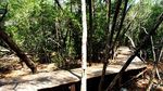 Yang Beda di Karimunjawa, Jelajah Hutan Mangrove