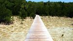 Yang Beda di Karimunjawa, Jelajah Hutan Mangrove