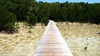 Kawasan mangrove di bibir pantai