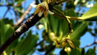 Bunga mangrove