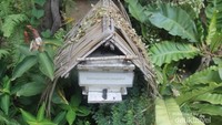 Salah satu tempat pembiakan lebah di Honey Bee Farm