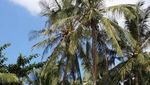 Yang Cantik di Lampung Selain Pahawang: Pulau Tangkil
