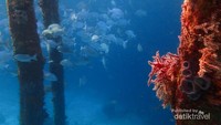 Ikan-ikan yang berenang di bawah laut