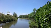 Kawasan hutan mangrove yang menyejukkan mata