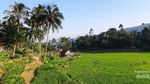 Yang Hijau dan Segar di Garut Selatan: Kampung Saparantu