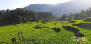 Yang Hijau dan Segar di Garut Selatan: Kampung Saparantu