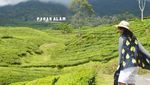 Yang Hijau-hijau di Pagaralam