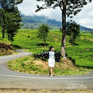 Yang Hijau-hijau di Pagaralam