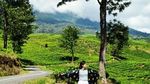 Yang Hijau-hijau di Pagaralam