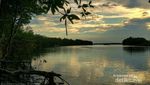 Yang Hijau-hijau di Wisata Mangrove Muara Badak
