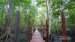 Yang Hijau-hijau di Wisata Mangrove Muara Badak