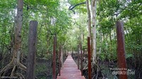 jalan jalan santai menikmati oksigen dari Hutan Mangrove alami