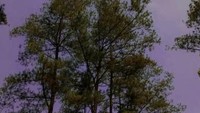 Hutan pinus yang terlihat asri, hijau. Pohon pinus berdiri tegak nan indah