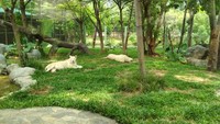 Singa putih yang sangat langka ini didatangkan dari daratan Afrika loh, kini kita bisa lihat langsung dari balik kaca tentunya, hanya diFaunaland Ancol.