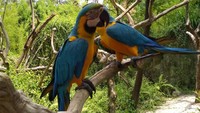 Diantara beberapa koleksi jenis burung Kakaktua dengan warnanya yang khas  cantik ini, berada diFaunaland.