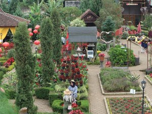 Yang Segar dan Indah Dipandang di Lembang