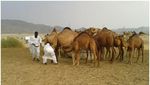 Yang Segar-segar di Arab Saudi, Susu Unta!