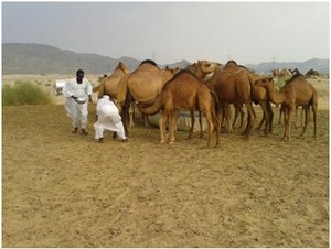 Yang Segar-segar di Arab Saudi, Susu Unta!