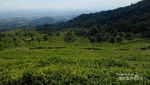 Yang Sejuk di Kendal, Kebun Teh Promasan Medini