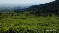 Suasananya begitu hijau