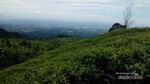 Yang Sejuk di Kendal, Kebun Teh Promasan Medini