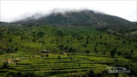 Kebun Teh Promasan Medini di Kendal