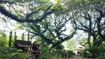 Yang Sejuk-sejuk di Banyuwangi, De Djawatan Benculuk