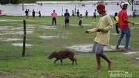 Joki dan babi kecil dibawa ke tengah lapangan