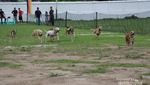 Yang Seru di Sawahlunto, Lomba Pacu Anjing