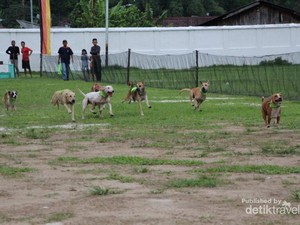 Yang Seru di Sawahlunto, Lomba Pacu Anjing