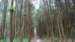 Yang Tengah Hits di Magelang, Hutan Pinus Kragilan