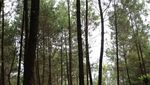 Yang Tengah Hits di Magelang, Hutan Pinus Kragilan