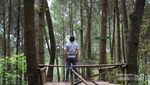 Yang Tengah Hits di Magelang, Hutan Pinus Kragilan