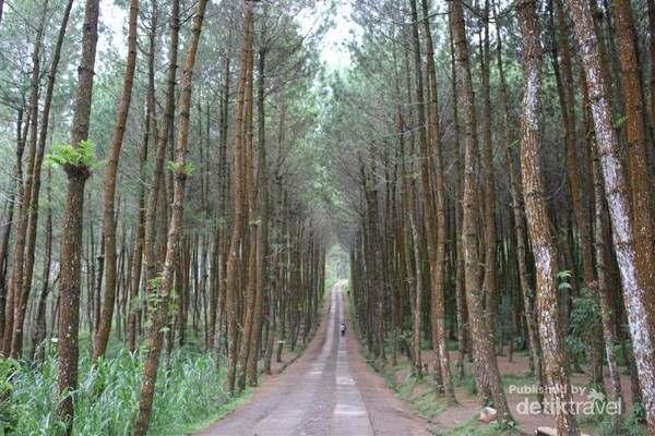 Yang Tengah Hits di Magelang Hutan  Pinus  Kragilan