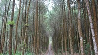 Hutan Pinus Kragilan