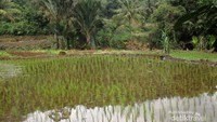 Persawahan di belakang air terjun