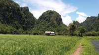 Hamparan hijau yang menyejukkan mata di Rammang Rammang-Maros