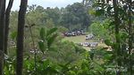 Yang Unik dari Lereng Gunung Lawu: Teh Beraroma Kopi
