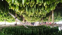 Proses pengeringan di gudang tembakau (dok. Dian)