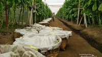Kebun tembakau bahan cerutu (dok. Dian)