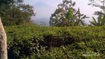 Yogyakarta Punya Kebun Teh yang Cantik Juga
