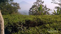 Jika cuaca mendukung, maka akan nampak jelas Gunung Merapi, Merbabu, Andong dan perbukitan Menoreh,