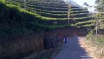 Yogyakarta Punya Kebun Teh yang Cantik Juga