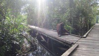 Taman Nasional Tanjung Puting (Sendia Berka/dtraveler)